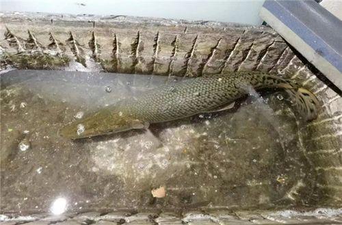 新闻爆料鳄雀鳝视频下载,惊现水中霸主！鳄雀鳝视频引发网友热议