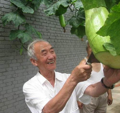 农村免费吃瓜大爷,共享丰收喜悦的温馨画面 第2张 农村免费吃瓜大爷,共享丰收喜悦的温馨画面 第2张