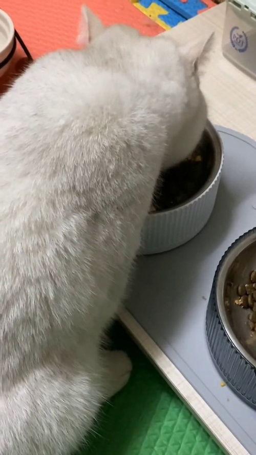 有好多爆料的猫吗视频,“有好多爆料的猫吗”视频背后的秘密 第2张 有好多爆料的猫吗视频,“有好多爆料的猫吗”视频背后的秘密 第2张