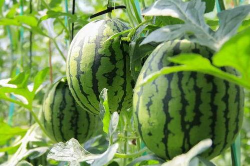 在哪里可以免费吃瓜,畅享夏日清凉新体验 第2张 在哪里可以免费吃瓜,畅享夏日清凉新体验 第2张