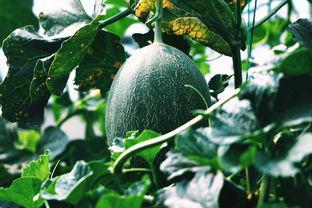 哈密瓜视频免费吃,揭秘免费品尝哈密瓜的神奇之旅